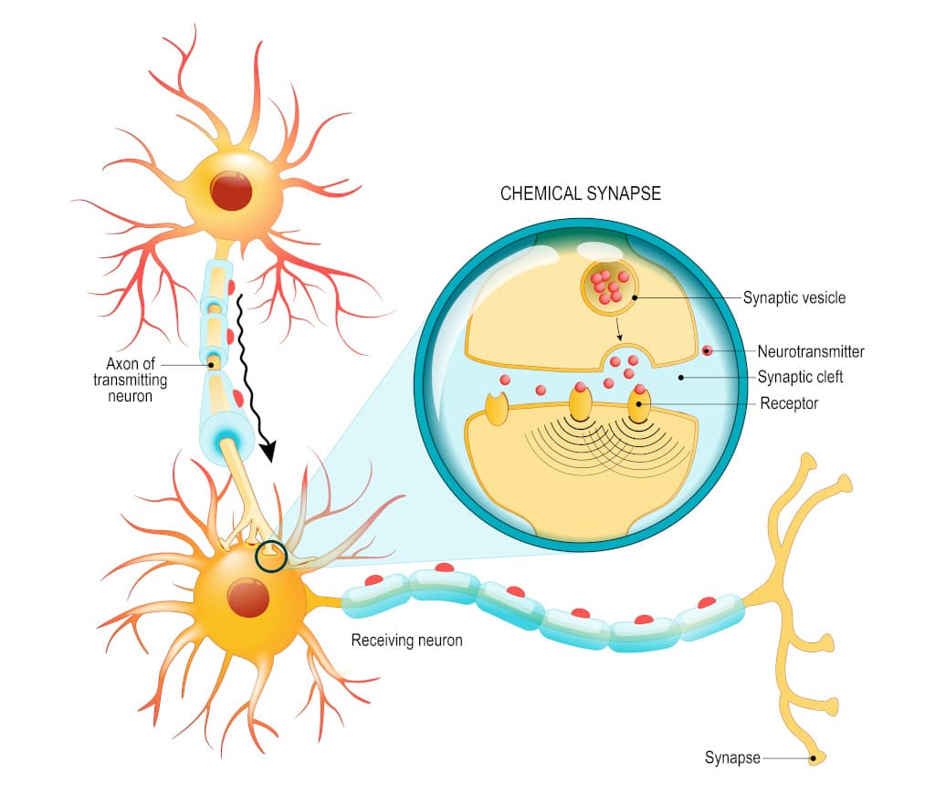 Kommunikation von Neuronen in unserem Gehirn